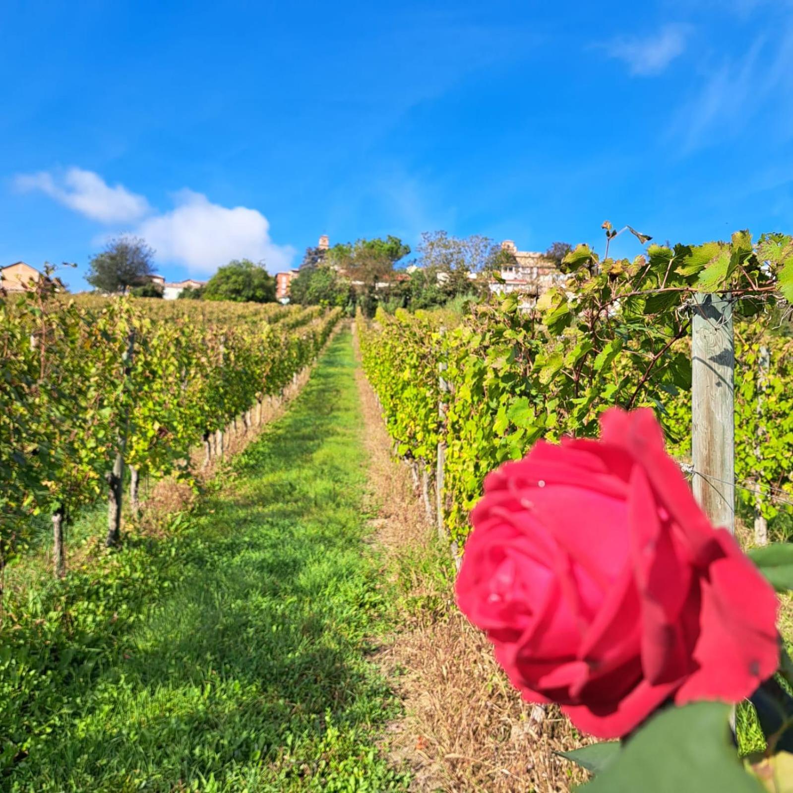 B&B Vigneto Pardom Montiglio Dış mekan fotoğraf