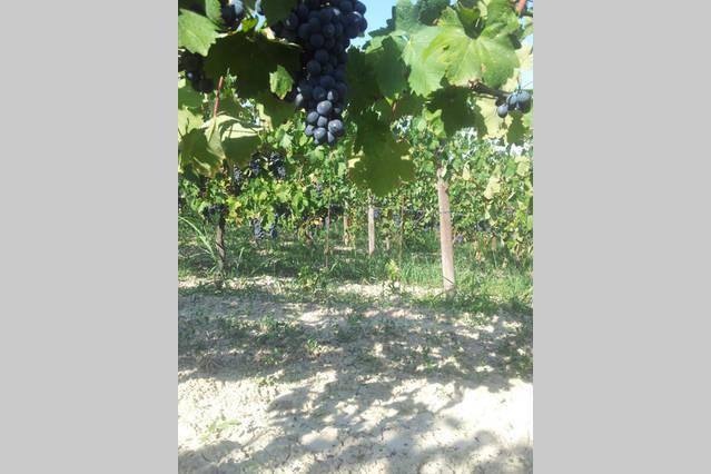 B&B Vigneto Pardom Montiglio Dış mekan fotoğraf
